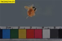 藏品(短指和尚蟹)的圖片